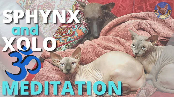Video 1231641: sphynx cat dog, canadian sphynx cat, hairless dog