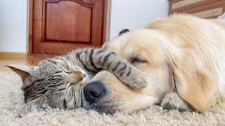 Adorable Cat Always Loves to Sleep with Golden Retriever