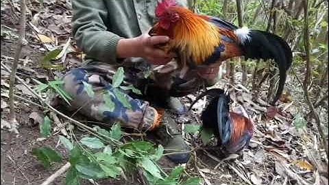 cuab qaib qus 2018 # noo 2