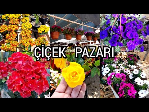 Video: Horuz pətəyi çiçəyi - xoruz pətəyi yetişdirmək üçün məsləhətlər