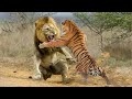 LION VS TIGRE … QUI GAGNERAIT LE COMBAT ?  | Lama Faché