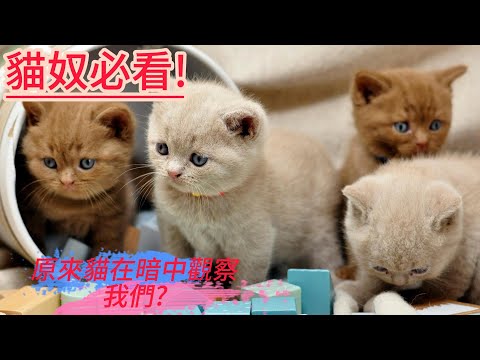 貓的一生,藏著你從沒聽過的8分鐘冷知識!????|貓咪行為解密、習性真相與人類關係全面解析