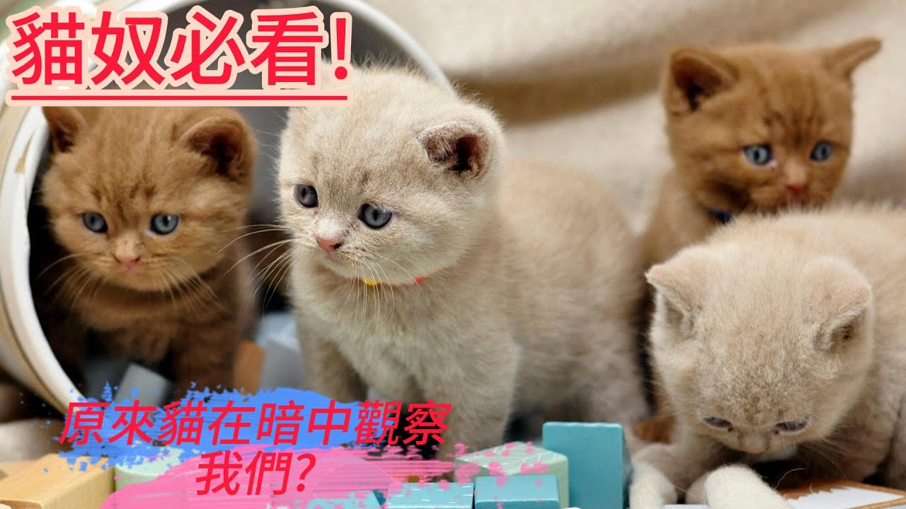 貓的一生，藏著你從沒聽過的8分鐘冷知識！🐱｜貓咪行為解密、習性真相與人類關係全面解析