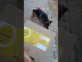 "Chicken chodo, ab se sirf Ande! 🥚🐕 Mera German Shepherd toh 'Egg-cited' ho gaya!" #shortvideo #dog