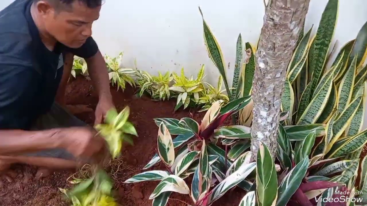 Renovasi Taman Hanya Dengan Budget Di Bawah 2 Jtan??? #jasatukangtaman #tukangtaman #renovasitaman