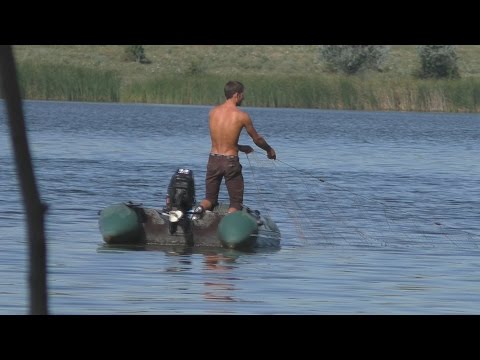 ловля крупного толстолобика на сеть