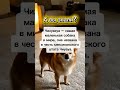 #факт #чихуахуа #авызналиэто #авызнали #знайтибільше #факт