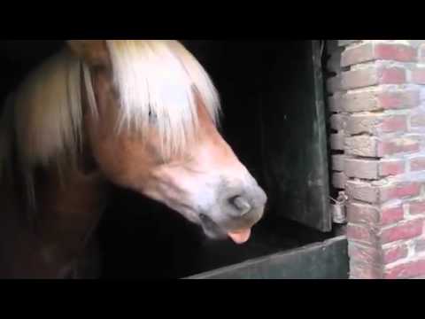 horse-makes-funny-sounds