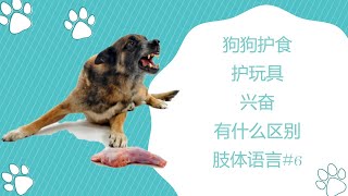 狗狗护食护玩具兴奋有什么区别狗狗肢体语言#6