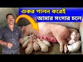             pig farming in india