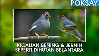 POKSAY MANDARIN KICAUANNYA YANG MERDU SERASI DI HUTAN, BIKIN TENANG