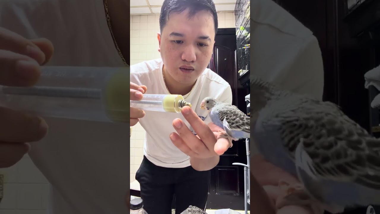 Feeding my budgies by hand—where love meets trust 