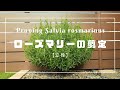 『ローズマリーの剪定』Pruning Salvia rosmarinus