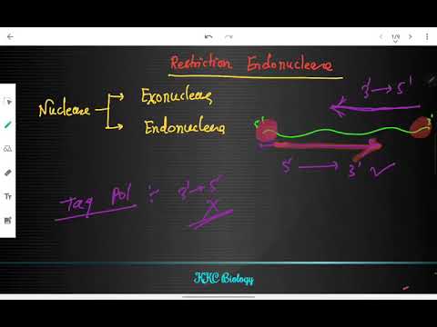 Restriction Endonuclease (प्रतिबंध एंजाइम, प्रतिबंध एंडोन्यूक्लाइज)