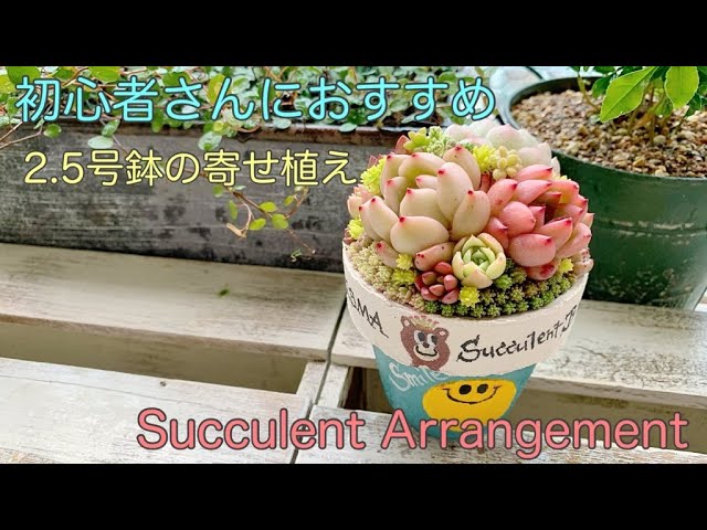 【多肉植物の寄せ植え】初心者さんにおすすめ2.5号鉢のまん丸寄せ【Succulent Arrangement】