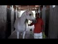Cavalos árabes no sertão pernambucano-Passupreto Imageria