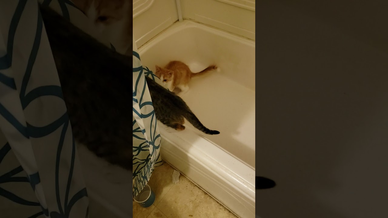 Silly cats 