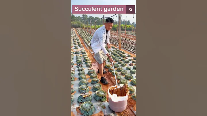 Beautiful Succulent Garden #satisfying #shot - DayDayNews