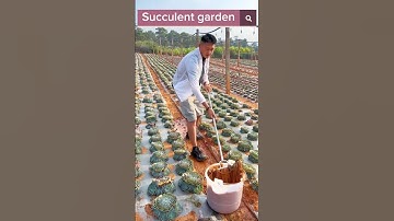 Thumbnail of Beautiful Succulent Garden #satisfying #shot