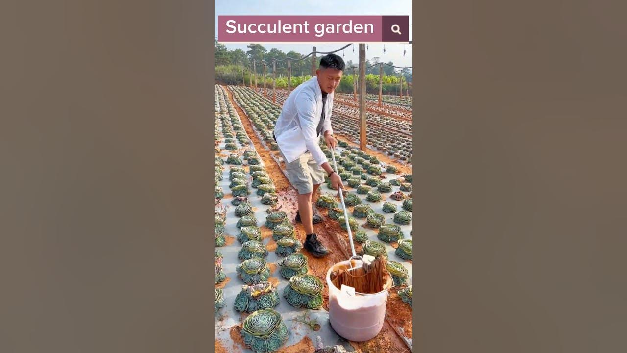 Beautiful Succulent Garden #satisfying #shot