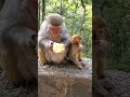 Bean Unleashed 🐒⚡ | Zero to 100! | Chaos Loading!