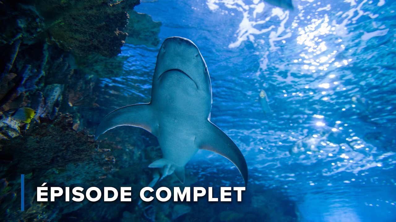 Requins Mortels & Reptiles Furtifs | Griffes et Mâchoires d’Afrique 103 + 104