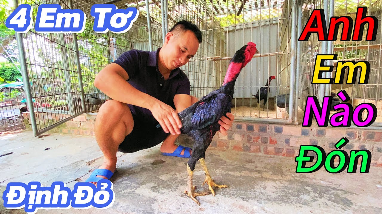 Định Đỏ Và 4 Em Gà Tơ Con Của Tía Chân Xanh , Anh Em Đón Về Nuôi Nào / Định Đỏ