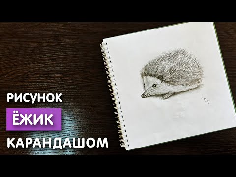 Как нарисовать ёжика карандашом | Рисунок для начинающих поэтапно