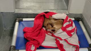 acs A682716