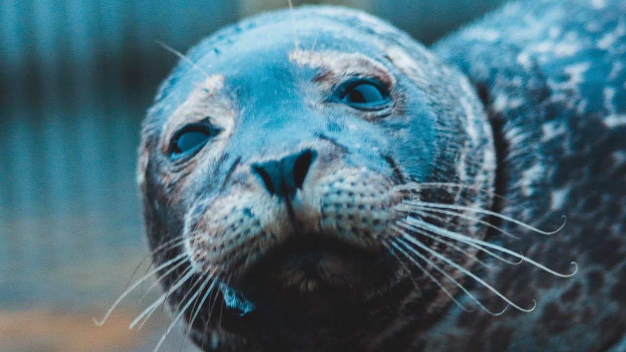 Seal Spirit Animal Affirmations YouTube