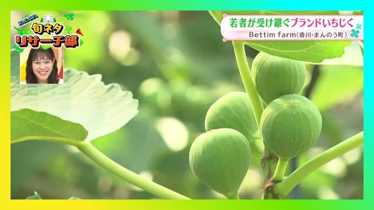 香川・まんのう町】Z世代が集まる“奇跡のいちじく農園”が熱い！150年の
