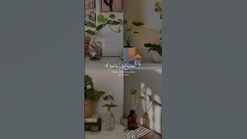 تلاوة بصوت جميل افلا ينظرون الى الابل كيف خلقت عبدالرحمن مسعد