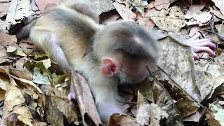 Levy baby sleep on face down while Mom release them.