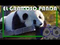 El gran Oso Panda