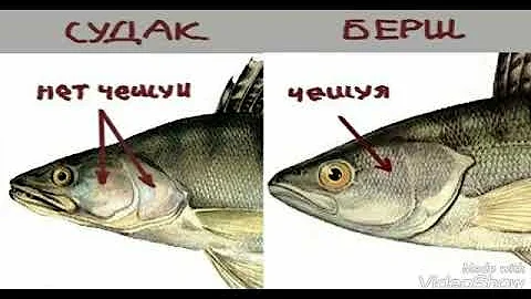 Чем отличается судак от берша