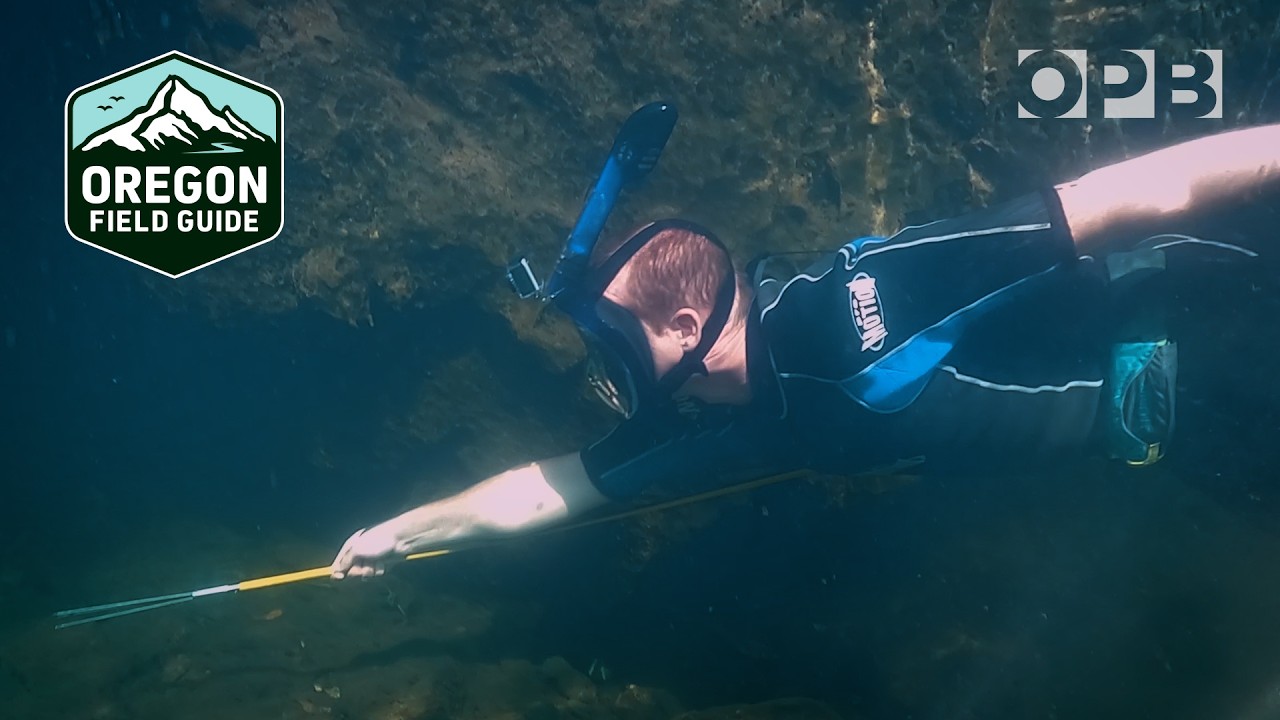 Adventures in spearfishing: How fishing bass can help salmon in Oregon’s rivers | Oregon Field Guide
