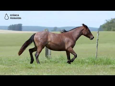 LOTE 40 - Coxilha da Primavera