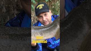 Giant Snakehead #zakkfishing #shorts #shortsvideo #lucana