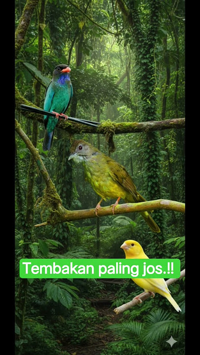 masteran tembakan paling bnyak dicari kicaumania #burungkicaudialamliar #masteranburung #viral