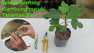 Teknik sambung pucuk tanaman tin (Grafting / Okulasi)