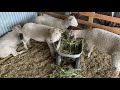 Getting started in Sheep Farming & Raising Sheep