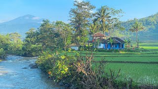 Banjarwangi Bikin Rindu. Suasana Pedesaan Rumah Di Sawah Saat Pagi Gunung Cikurai & Sungai Cikaengan