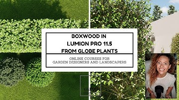 Boxwood in Lumion PRO 11.5 from Globe Plants