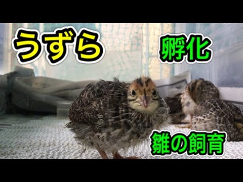 うずらの孵化、雛の飼育についてコツを教えます