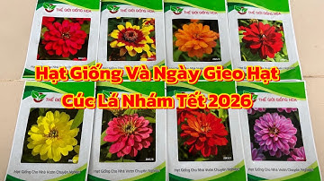 Hạt Giống Cúc Lá Nhám Và Ngày Gieo Hạt Tết 2026