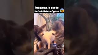 #cat #dog #humormexicano #humorviral #gatosgraciosos