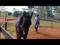 CHARRETEAMENTO. MAIS UM DIA DE DOMA RACIONAL NO CAVALO SHAZAM