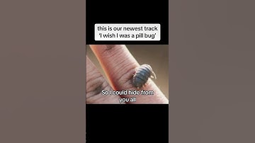 Thumbnail of our new song I wish I was a pill bug #fyp #music #song