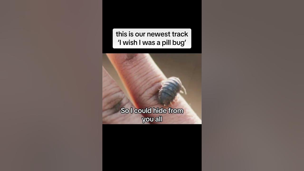 our new song I wish I was a pill bug #fyp #music #song