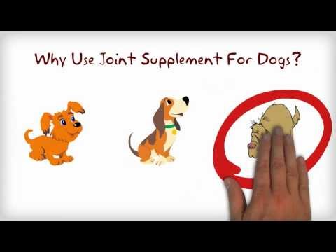 why-use-joint-supplement-for-dogs?-essential-ingredients-in-the-best-dog-joint-supplements?